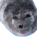 dumbahhseal