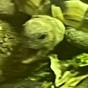 tortyawneep