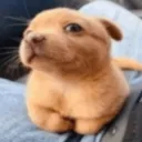 argdude