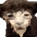 cum
