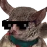 jirucool jirucool