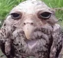 ilfalco