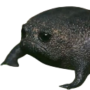 sadfrog Discord emoji