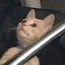dyinginside