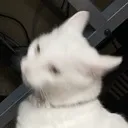 aspen_dizzy