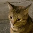 maple_scared