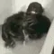 monke_splash