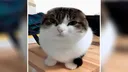 catgrrrr