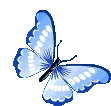 Butterfly1
