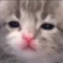 CatSad