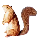 SandySquirrel