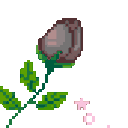 grey_rose