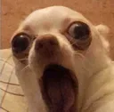 shock