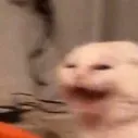 cat_Scream