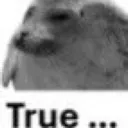true_seal