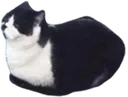 priplivator