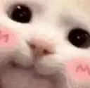 catblush catblush