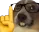 nerdoge