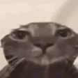 bariexDegouteWlh
