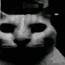 LA_CatDespair