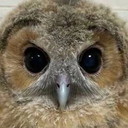 sova Discord sticker | {рп}~ДуРкА~{рп}