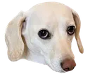 :homophobicdog: :homophobicdog:
