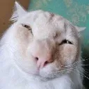 DumbassCat
