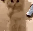 cat_beg
