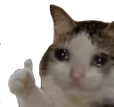 sadcatthumbsup