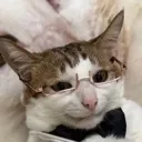 gentlebao