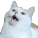 woah_oliver