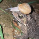 snailfrawg