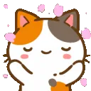 72_Catcafe_Spin 72_Catcafe_Spin