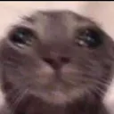 cat_cry