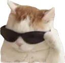 coolcat