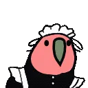 maid_parrot