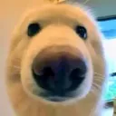 hlywd_bork