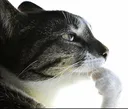 cat_thimk
