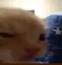 cat_steir