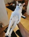 catpickup