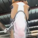 hos