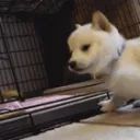 puppy_kiss