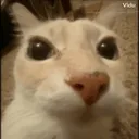 dosenojado