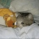 cat_sad cat_sad