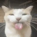 sillycat