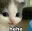 cat_hehe
