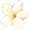 white_flower