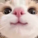 catsmile catsmile