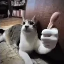 CatThumbup