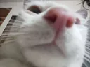 cat_sniff